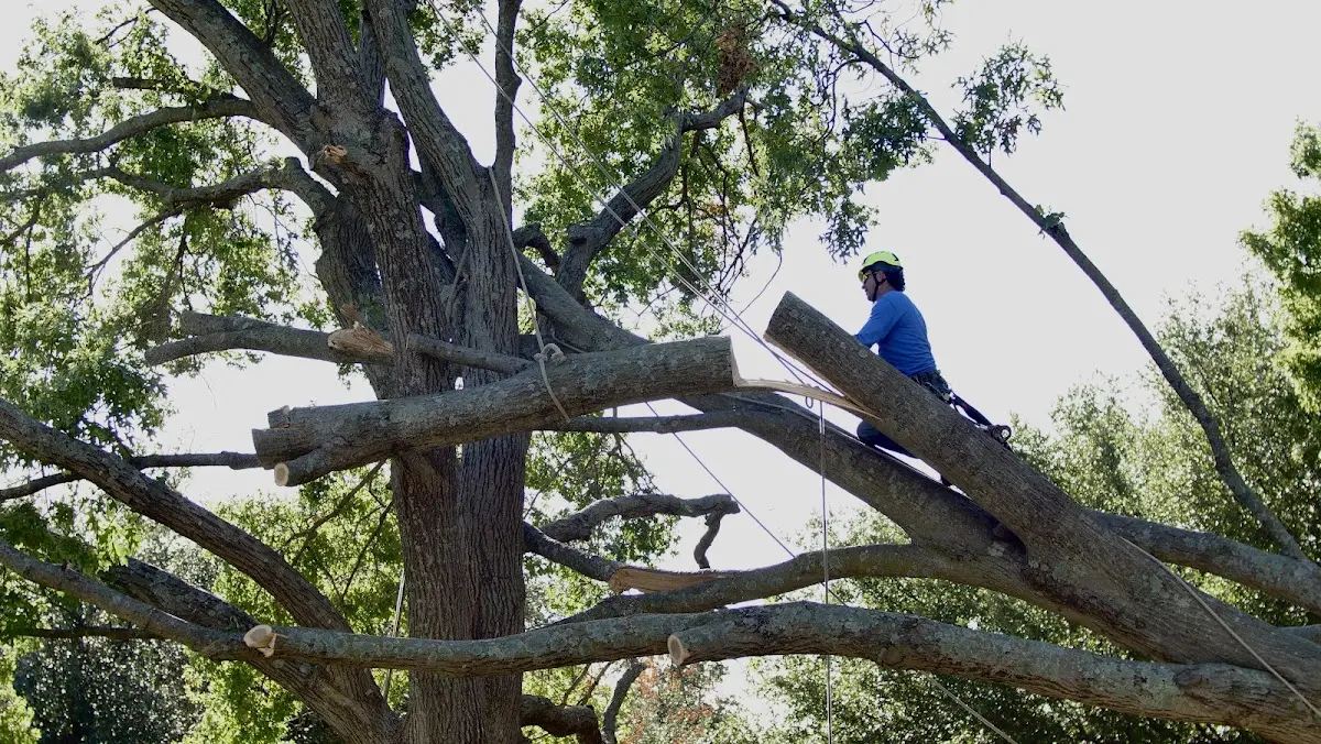 Professional Hazardous Tree Removal performed by certified arborists in Topsfield